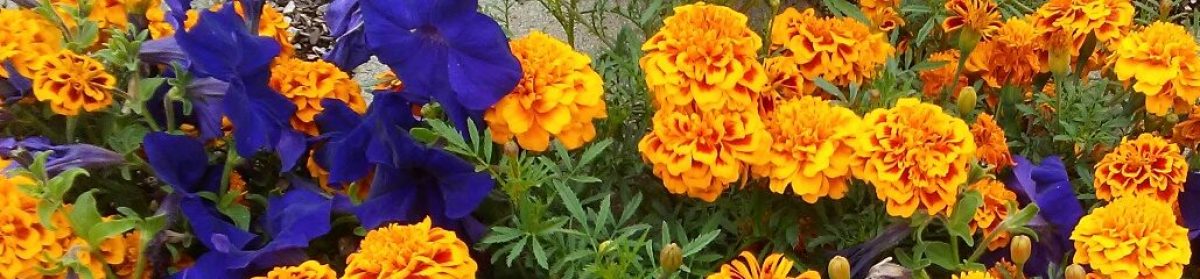 Testimonies,Tips, and Tidbits